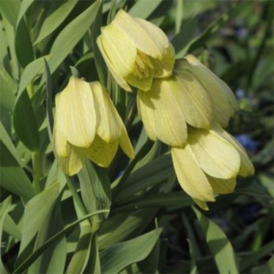 Фрітилярія Pallidiflora