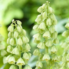 Фрітилярія Persica Ivory Bells