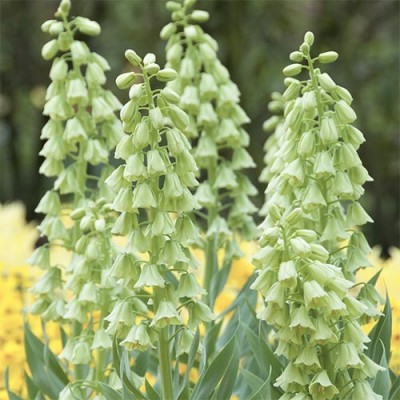 Фрітилярія Persica Alba