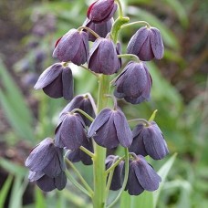Фрітилярія Persica Purple Favorite