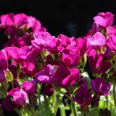 Арабіс кавказький Aubris Deep Rose