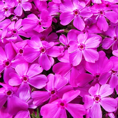 Флокс Drummond Pink