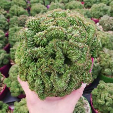 Седум Cristatum