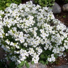Арабіс кавказький Aubris White