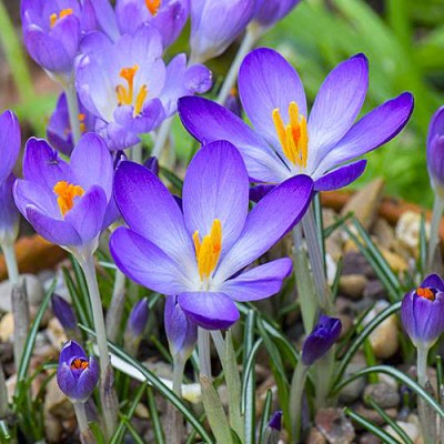 Крокуc Whitewell Purple 