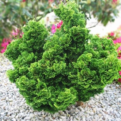 Chamaecyparis obtusa 'Nana Gracilis»