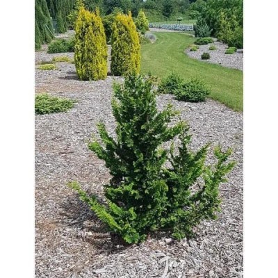 Chamaecyparis pisifera «Teddy Bear»