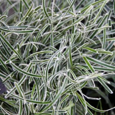 Фікінія truncata