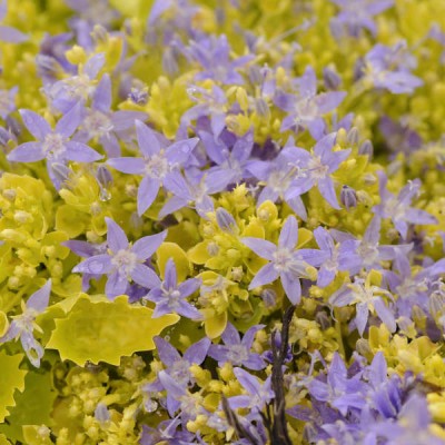 Campanula dickson's gold
