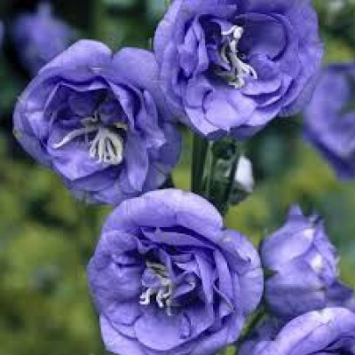 Campanula la belle