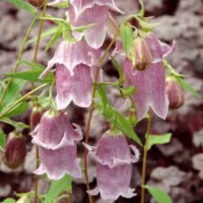 Campanula pantaloons