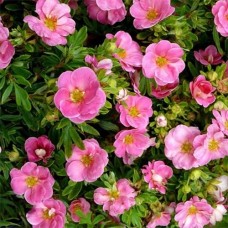Лапчатка Pink Paradise