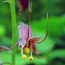 Талмія menziesii