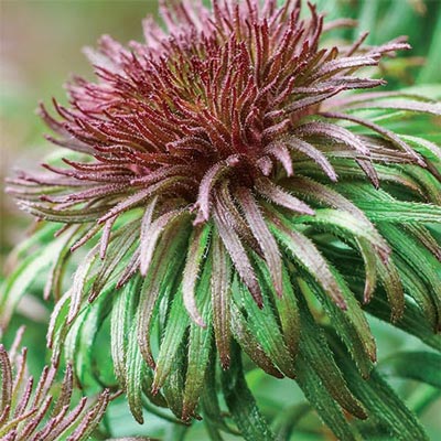 Aster ann leys