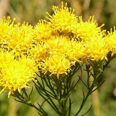 Aster linosyris