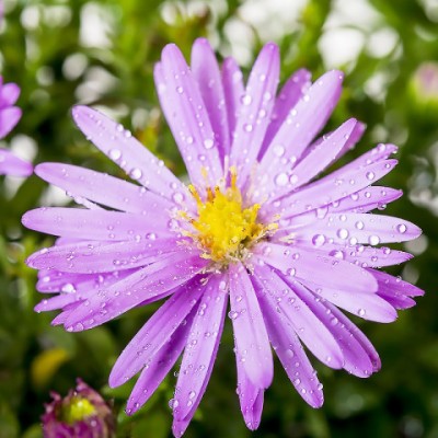 Aster blue star