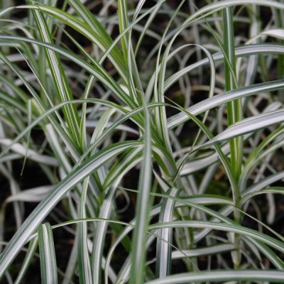 Carex muskingumensis варіегата