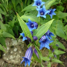 Gentiana asclepiadea