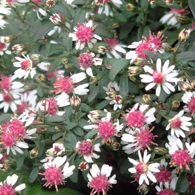 Aster lateriflorus prince