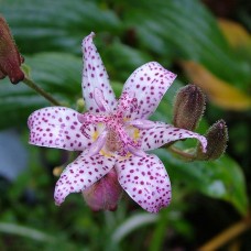 Трицертіс Toad lily