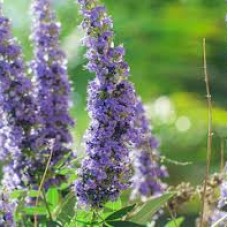 Вітекст варієгатний Agnus castus