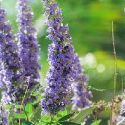 Вітекст варієгатний Agnus castus