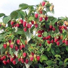 Малиновое дерево (штамбовое) Таруса