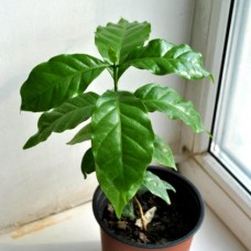 Кофе, 20 см Кофе, 20 см