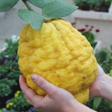 Цитрон Lemon cedro rosso (citrus limon medica) Цитрон Lemon cedro rosso (citrus limon medica)