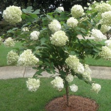 Гортензия на штамбе, метельчатая Грин шадов