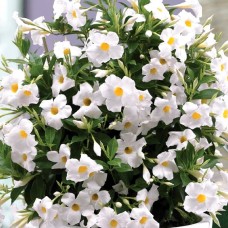 Дипладения Classic white