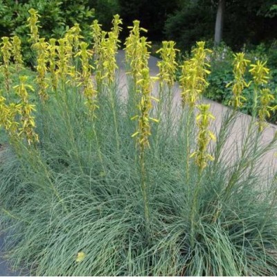 ASPHODELINE LUTEA