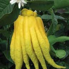 Цитрон биколор (C. limonimedica Bicolor) Цитрон биколор (C. limonimedica Bicolor)