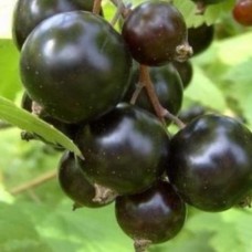 Смородина черная Детван