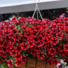 Петуния ампельная Sweetunia "Fiona Flash"