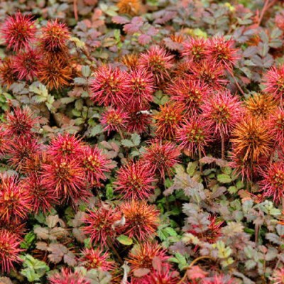ACAENA MICROPHYLLA KUPFERTEPPICH