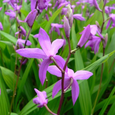 ORCHIDS BLETILLA STRIATA