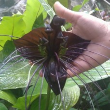 Tacca Carrier black