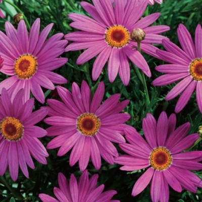 Аргирантемум "Angelic Giant Pink"