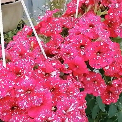 Петуния ампельная Surprise "Sparkling Red"