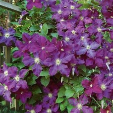 Клематис крупноцветковый Etoile Violette
