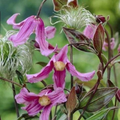  CLEMATIS INTEGRIFOLIA FLORIS V