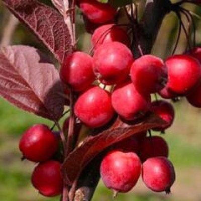 Яблоня "Райка" плакучая на штамбе