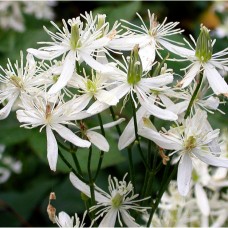 Клематисы мелкоцветковые Terniflora