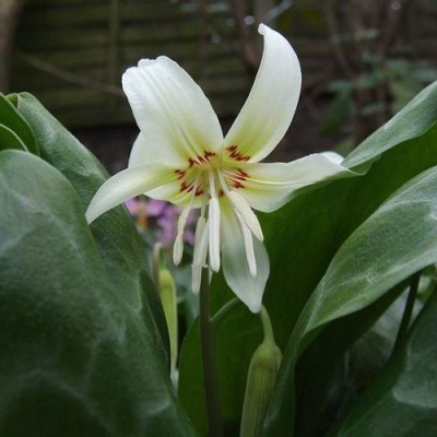 КАНДЫК REVOLUTUM WHITE BEAUTY
