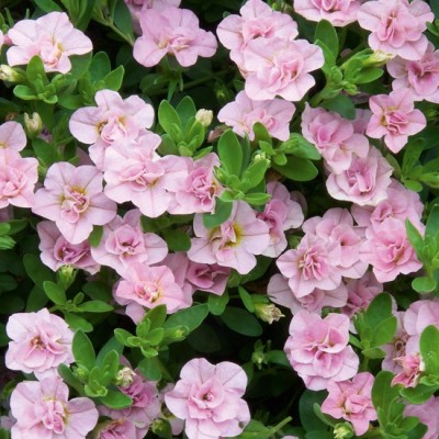 Бакопа Махровая Ампельная "Baristo Double Pink"