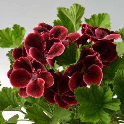 Пеларгония королевская Red beauty
