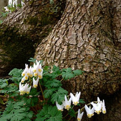 DICENTRA CUCULLARIA