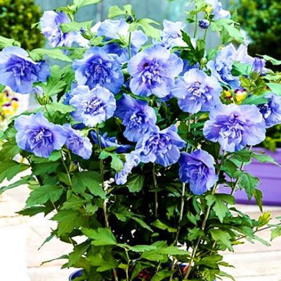 Гибискус древовидный Blue chiffon