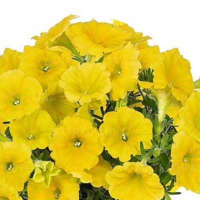Петуния Potunia "Canary Yellow"